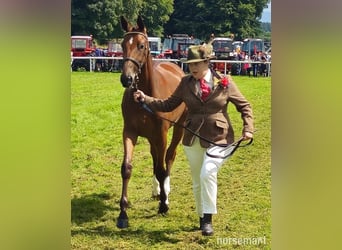 Cheval de sport irlandais, Jument, 2 Ans, 155 cm, Bai cerise