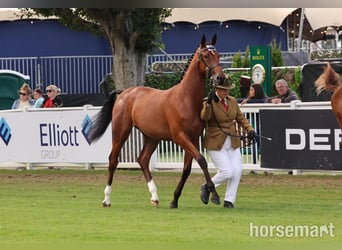 Cheval de sport irlandais, Jument, 2 Ans, 155 cm, Bai cerise