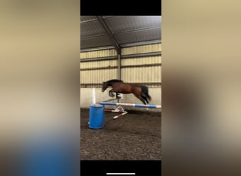 Cheval de sport irlandais, Jument, 2 Ans, 163 cm, Bai cerise