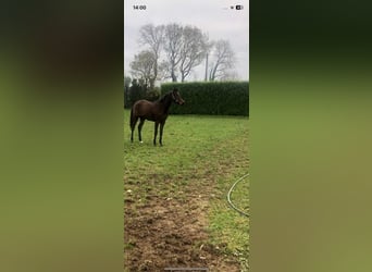 Cheval de sport irlandais, Jument, 2 Ans, 165 cm, Bai cerise