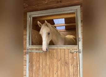 Cheval de sport irlandais, Jument, 2 Ans, 173 cm, Palomino