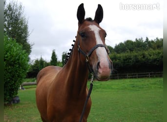 Cheval de sport irlandais, Jument, 3 Ans, 152 cm, Bai cerise