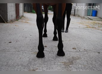 Cheval de sport irlandais, Jument, 3 Ans, 152 cm, Bai cerise