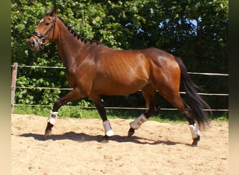 Cheval de sport irlandais, Jument, 3 Ans, 152 cm, Bai