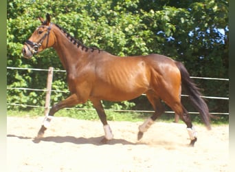 Cheval de sport irlandais, Jument, 3 Ans, 152 cm, Bai