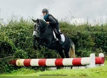 Cheval de sport irlandais, Jument, 3 Ans, 155 cm, Gris
