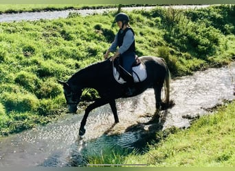 Cheval de sport irlandais, Jument, 3 Ans, 155 cm, Gris