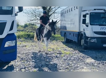 Cheval de sport irlandais, Jument, 3 Ans, 158 cm, Rouan bleu