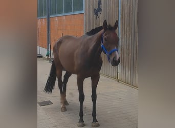 Cheval de sport irlandais, Jument, 3 Ans, 160 cm, Bai