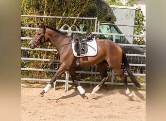 Cheval de sport irlandais, Jument, 3 Ans, 164 cm, Bai