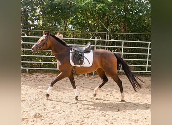 Cheval de sport irlandais, Jument, 3 Ans, 164 cm, Bai