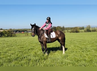 Cheval de sport irlandais, Jument, 4 Ans, 154 cm, Bai cerise