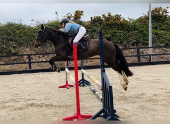 Cheval de sport irlandais, Jument, 4 Ans, 154 cm, Bai cerise