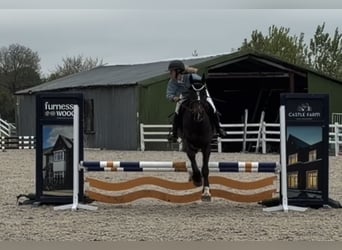 Cheval de sport irlandais, Jument, 4 Ans, 154 cm, Bai cerise