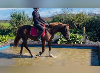 Cheval de sport irlandais Croisé, Jument, 4 Ans, 155 cm, Alezan brûlé