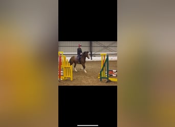 Cheval de sport irlandais, Jument, 4 Ans, 155 cm, Bai cerise