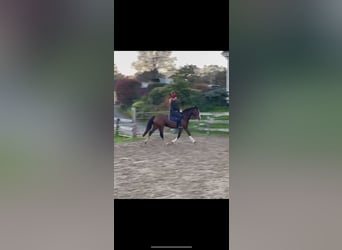 Cheval de sport irlandais, Jument, 4 Ans, 155 cm, Bai cerise