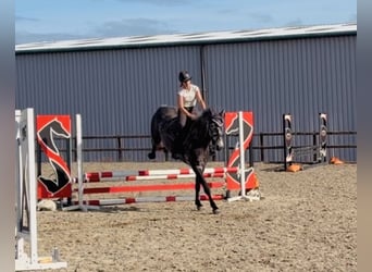 Cheval de sport irlandais, Jument, 4 Ans, 155 cm, Gris pommelé