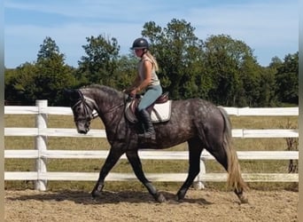 Cheval de sport irlandais, Jument, 4 Ans, 155 cm, Gris pommelé