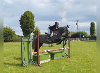 Cheval de sport irlandais, Jument, 4 Ans, 155 cm, Gris pommelé