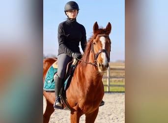 Cheval de sport irlandais, Jument, 4 Ans, 156 cm, Alezan cuivré