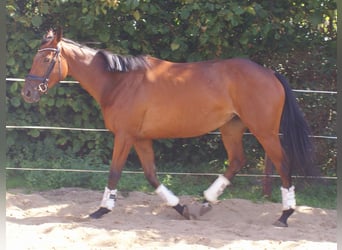 Cheval de sport irlandais, Jument, 4 Ans, 156 cm, Bai