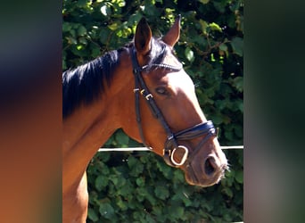Cheval de sport irlandais, Jument, 4 Ans, 156 cm, Bai