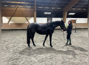 Cheval de sport irlandais, Jument, 4 Ans, 158 cm, Bai
