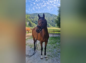Cheval de sport irlandais, Jument, 4 Ans, 158 cm, Bai