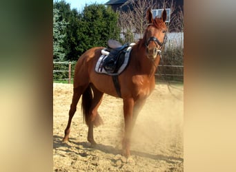 Cheval de sport irlandais, Jument, 4 Ans, 160 cm, Alezan