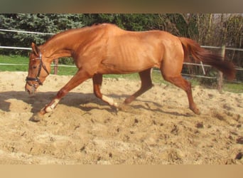 Cheval de sport irlandais, Jument, 4 Ans, 160 cm, Alezan