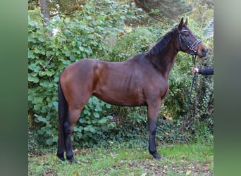 Cheval de sport irlandais, Jument, 4 Ans, 160 cm, Bai