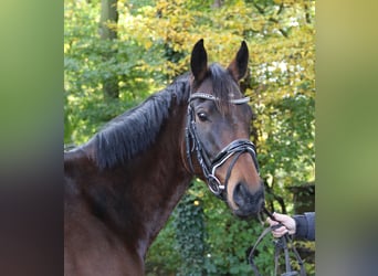 Cheval de sport irlandais, Jument, 4 Ans, 160 cm, Bai