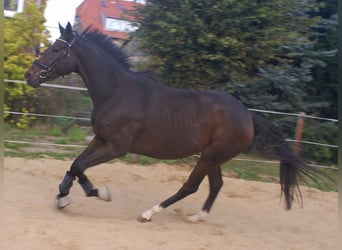 Cheval de sport irlandais, Jument, 4 Ans, 160 cm, Bai