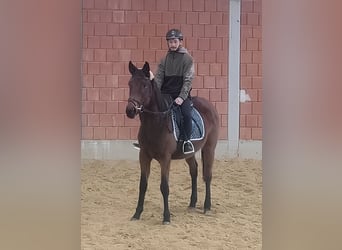 Cheval de sport irlandais, Jument, 4 Ans, 160 cm, Bai