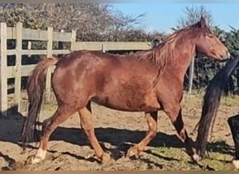 Cheval de sport irlandais, Jument, 4 Ans, 162 cm, Alezan brûlé