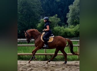 Cheval de sport irlandais, Jument, 4 Ans, 162 cm, Alezan