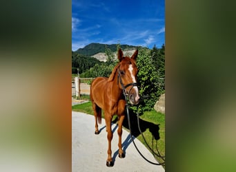 Cheval de sport irlandais, Jument, 4 Ans, 162 cm, Alezan