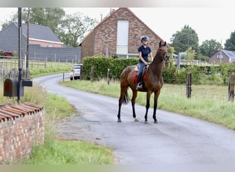 Cheval de sport irlandais, Jument, 4 Ans, 162 cm, Bai