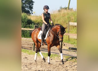 Cheval de sport irlandais Croisé, Jument, 4 Ans, 162 cm