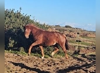 Cheval de sport irlandais, Jument, 4 Ans, 162 cm