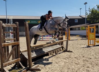 Cheval de sport irlandais, Jument, 4 Ans, 164 cm, Gris pommelé