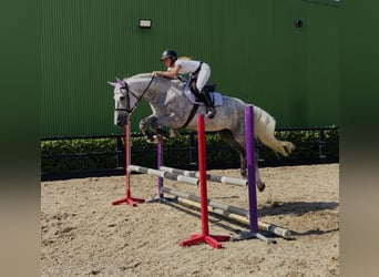 Cheval de sport irlandais, Jument, 4 Ans, 164 cm, Gris pommelé