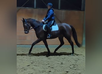 Cheval de sport irlandais, Jument, 4 Ans, 165 cm, Bai