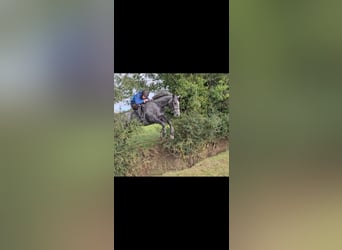 Cheval de sport irlandais, Jument, 4 Ans, 166 cm, Gris noir