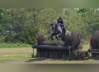 Cheval de sport irlandais, Jument, 4 Ans, 166 cm, Gris noir