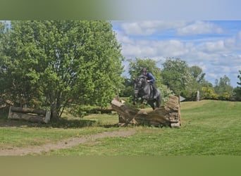 Cheval de sport irlandais, Jument, 4 Ans, 166 cm, Gris noir