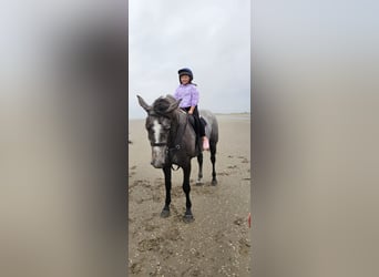 Cheval de sport irlandais, Jument, 4 Ans, 166 cm, Gris noir