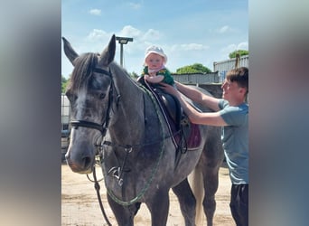 Cheval de sport irlandais, Jument, 4 Ans, 166 cm, Gris noir
