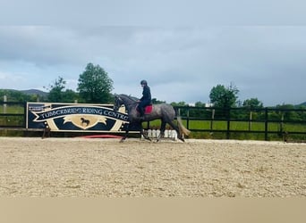 Cheval de sport irlandais, Jument, 4 Ans, 166 cm, Gris noir